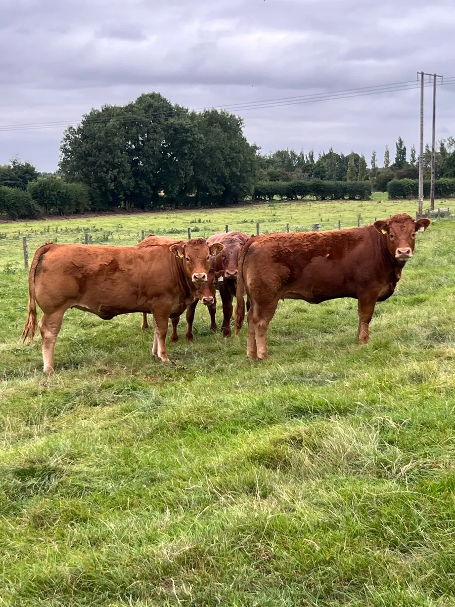 Breeding Heifers - Image 1