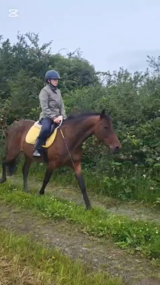 Low maintenance 14.2hh mare - Image 1