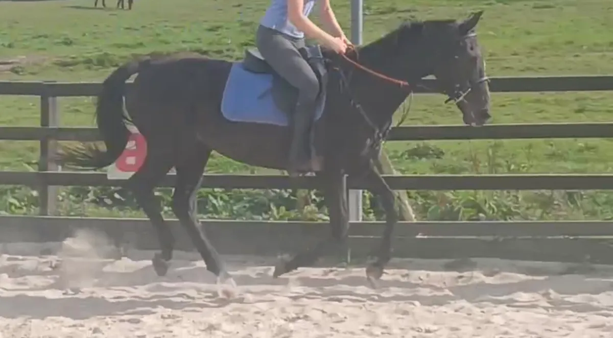 Safe and easy mare - Image 3