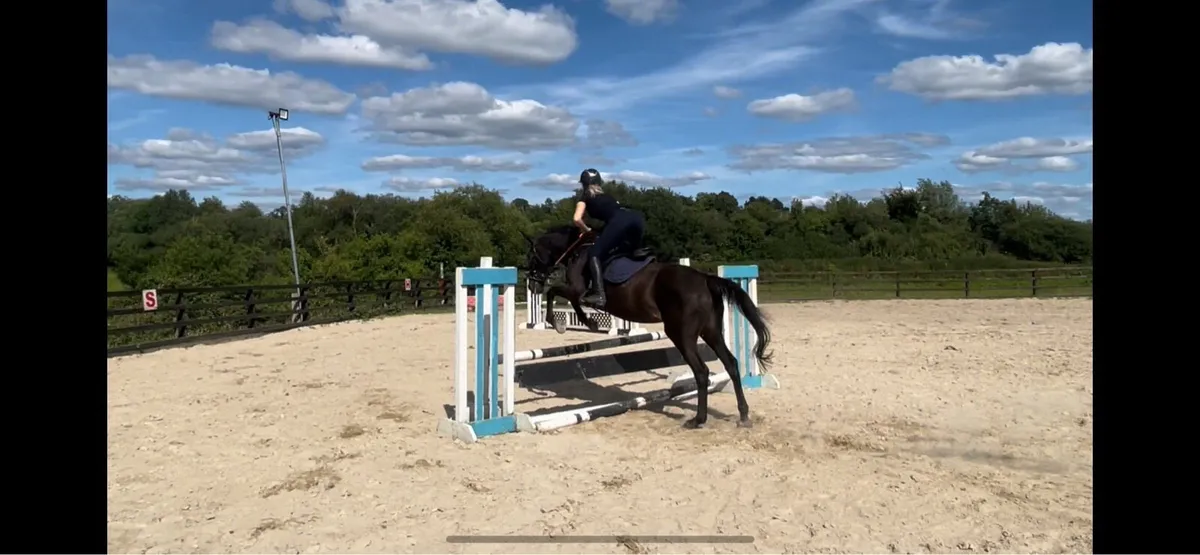 Safe and easy mare - Image 1
