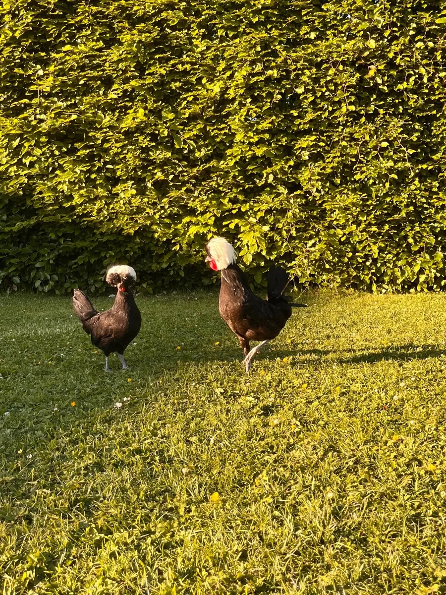 Breeding stock - Image 1