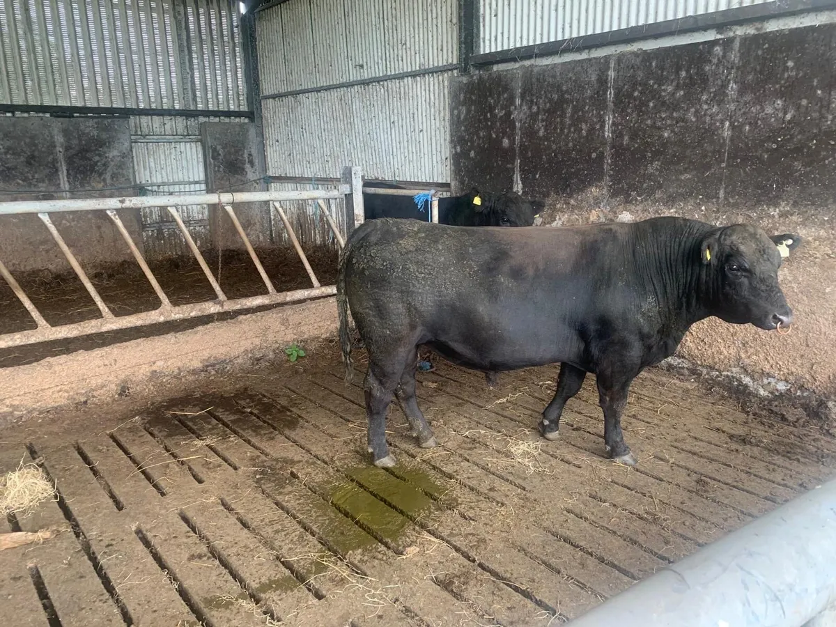 Organic pure bred Angus Bull - Image 1