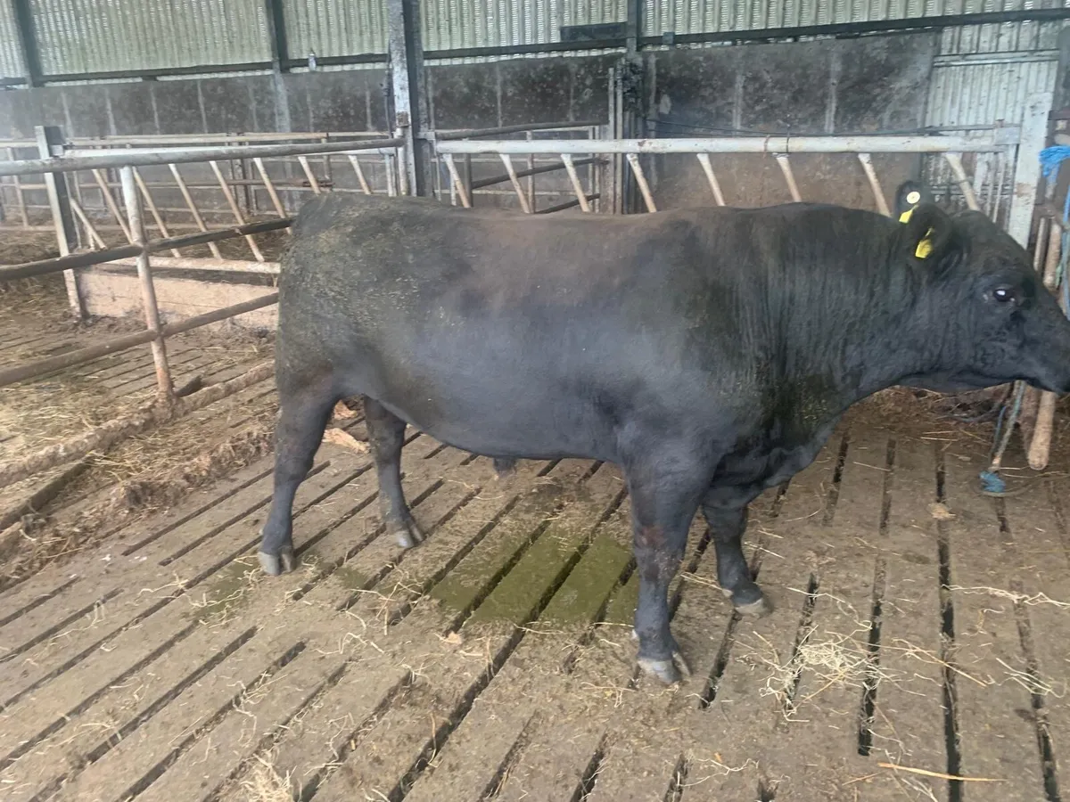 Organic pure bred Angus Bull - Image 2