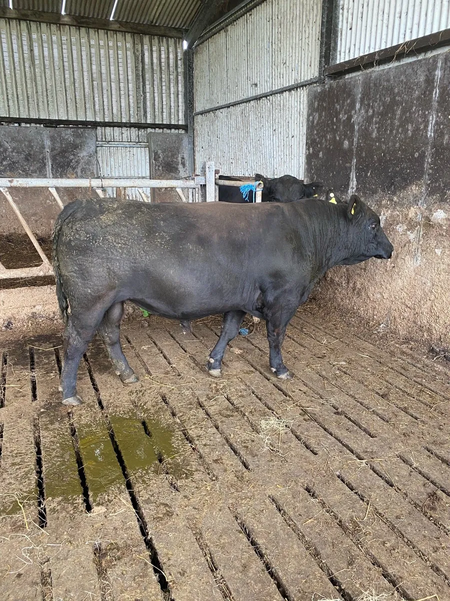 Organic pure bred Angus Bull - Image 4