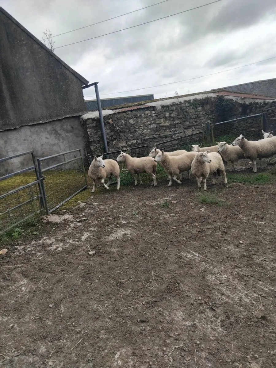 Hogget ewes - Image 1