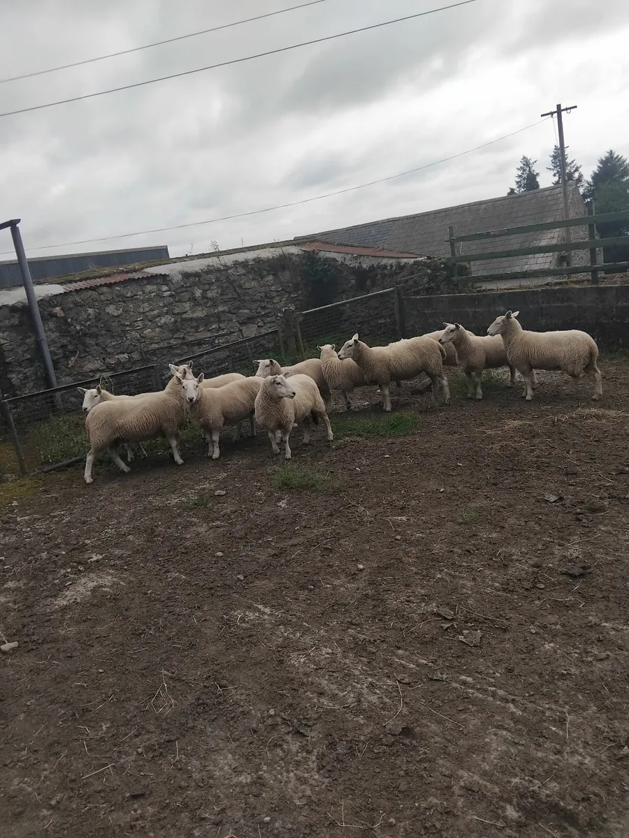 Hogget ewes - Image 2
