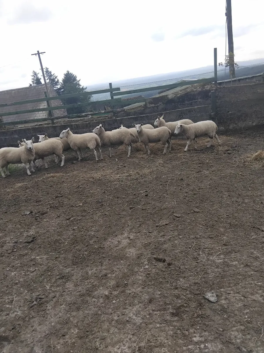 Hogget ewes - Image 3