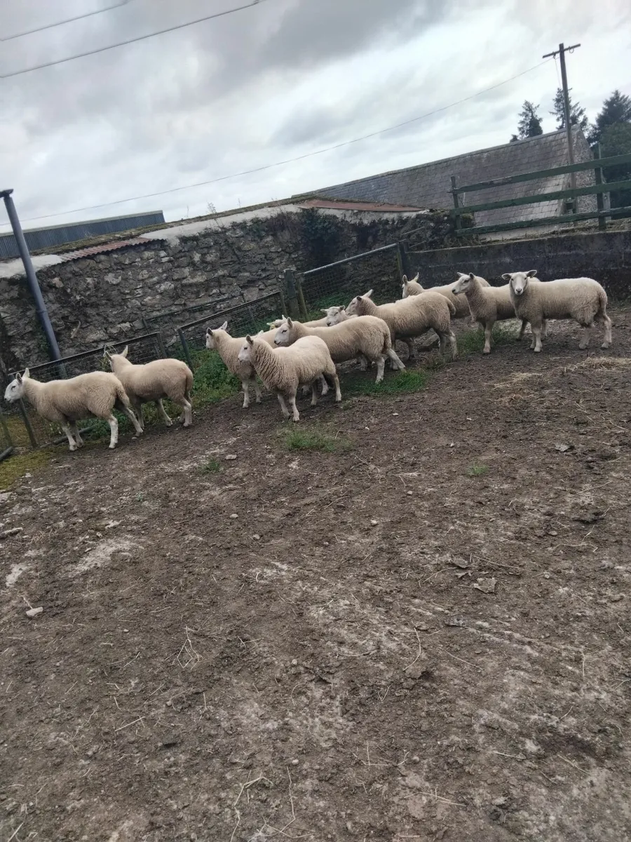 Hogget ewes - Image 4
