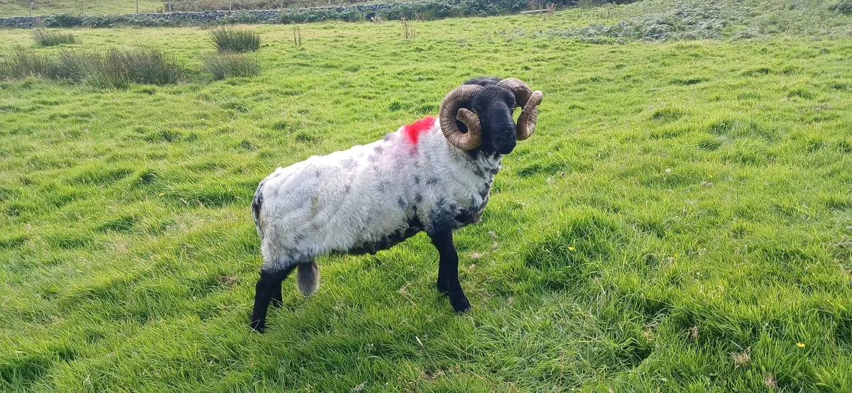 3 yr old mayo mountain ram,aged mayo mountain ram - Image 2