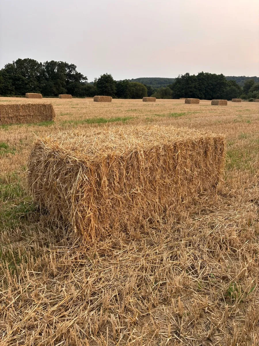 Wheat straw - Image 2