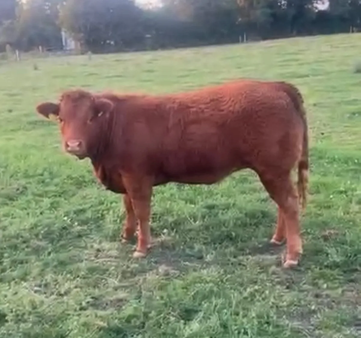 Breeding Heifers - Image 2