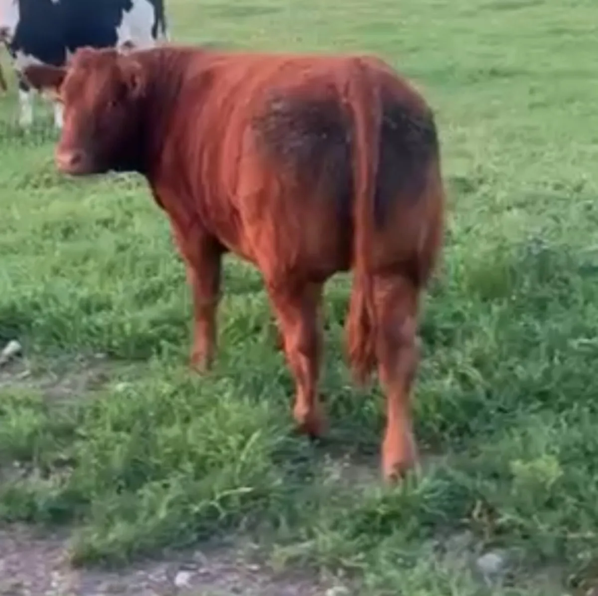 Breeding Heifers - Image 3