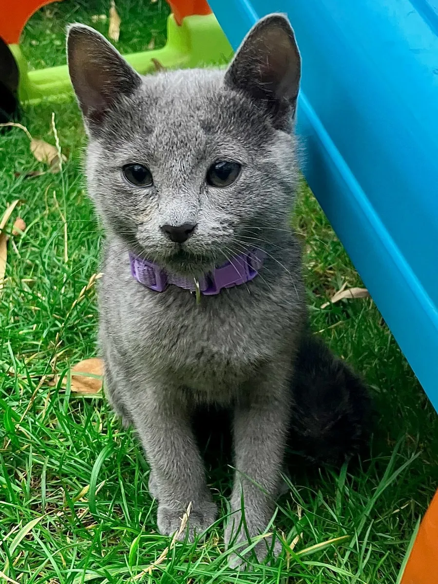 Russian Blue kittens - Elegant, Playful & Sweet! - Image 2