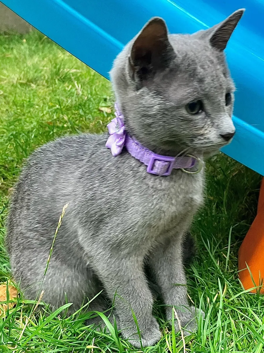 Russian Blue kittens - Elegant, Playful & Sweet! - Image 3