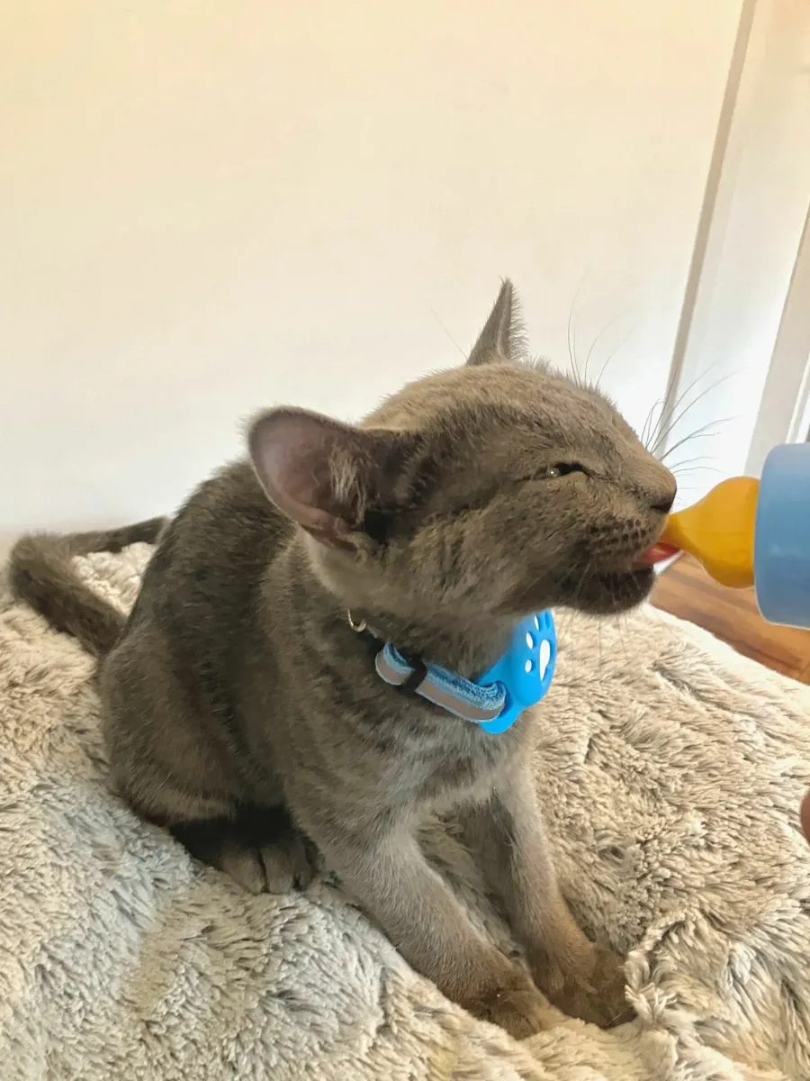 Russian Blue kittens - Elegant, Playful & Sweet! - Image 4