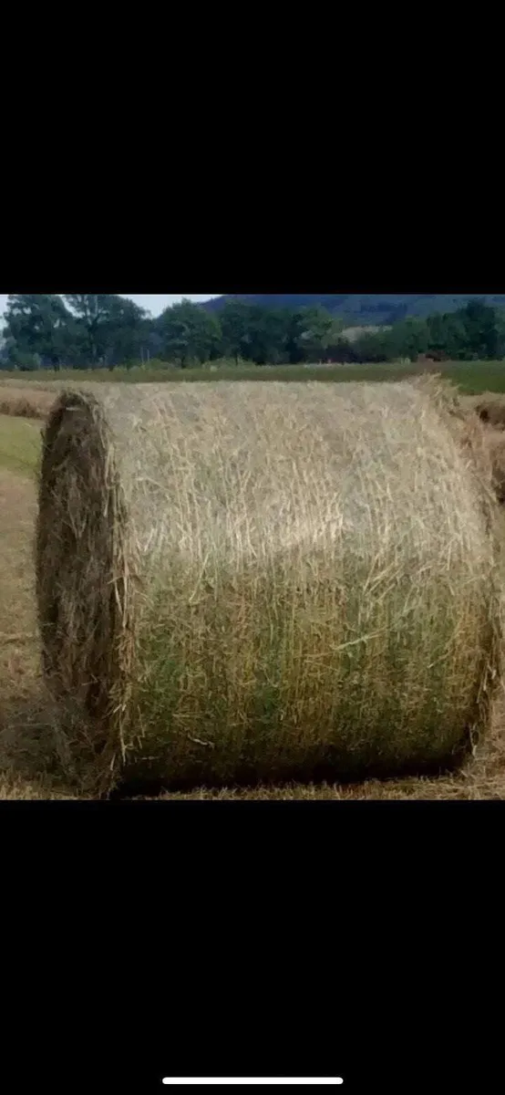 Hay round bales - Image 4