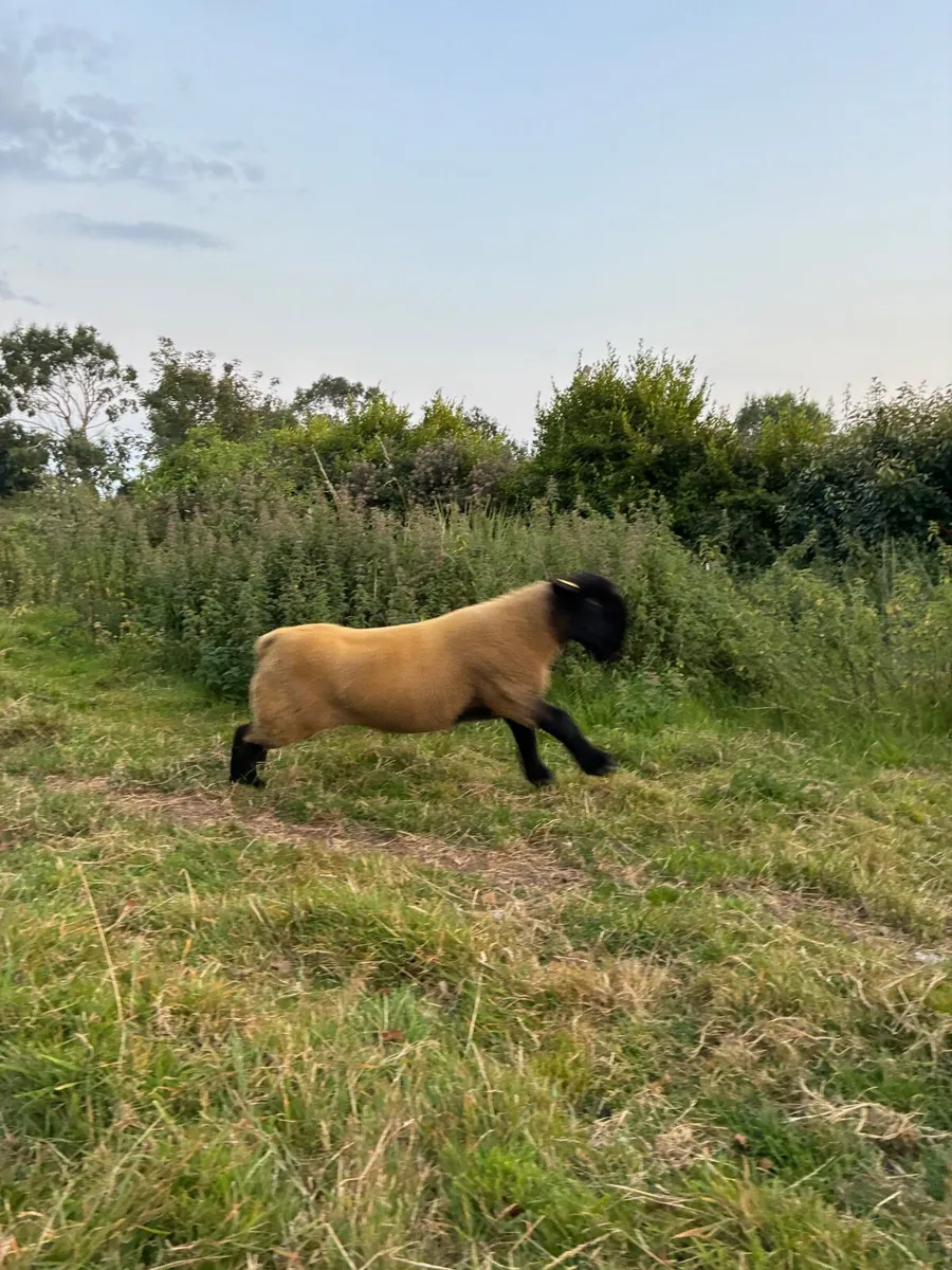 Sheep - Image 1