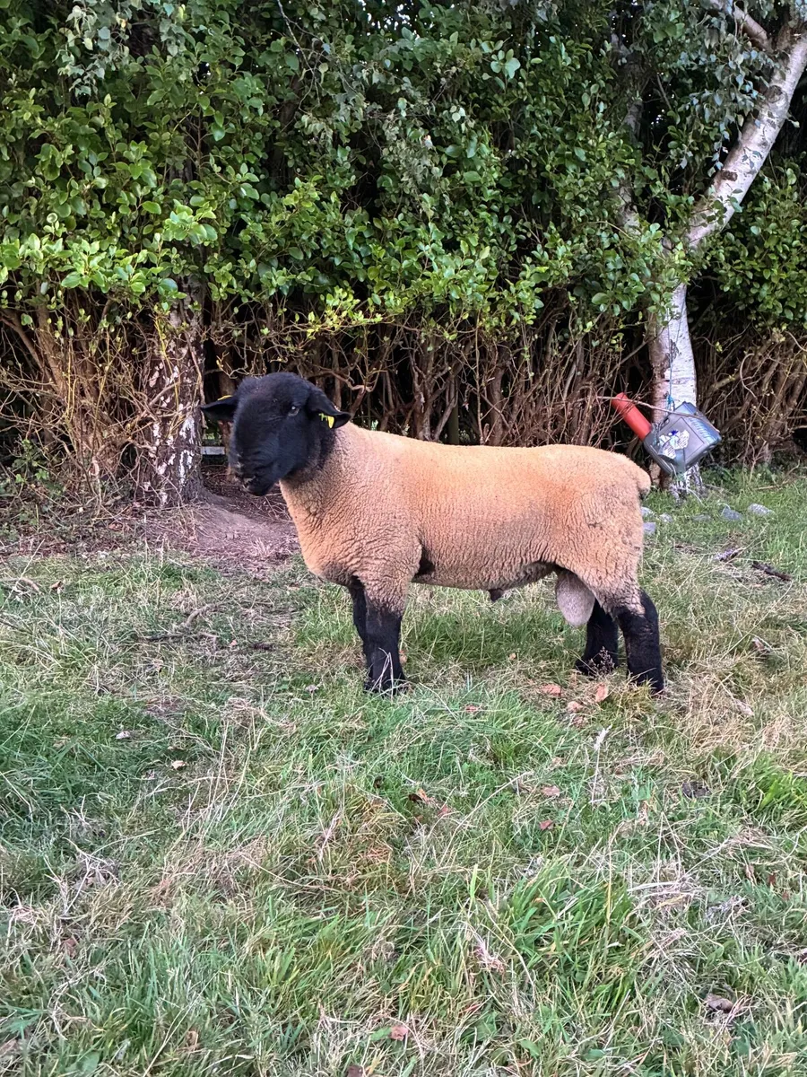 Sheep - Image 2