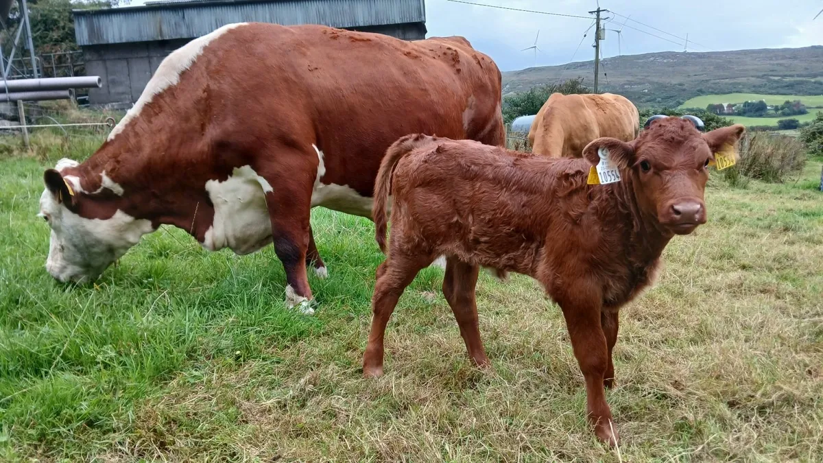 Top Quality Suckler cow and heifer calf - Image 3