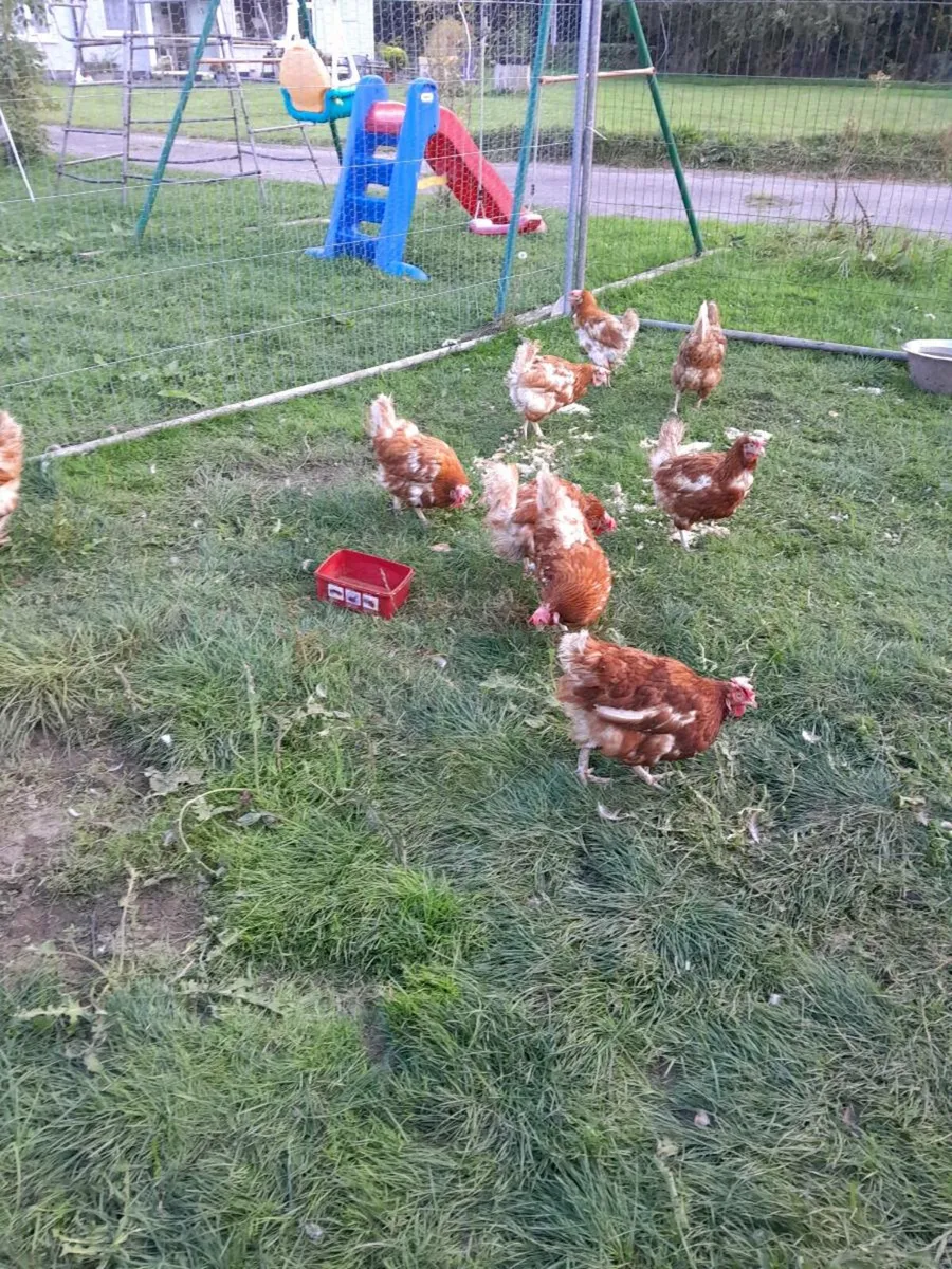 Hens - Image 3