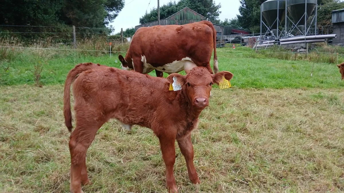 Top Quality Suckler cow and heifer calf - Image 4