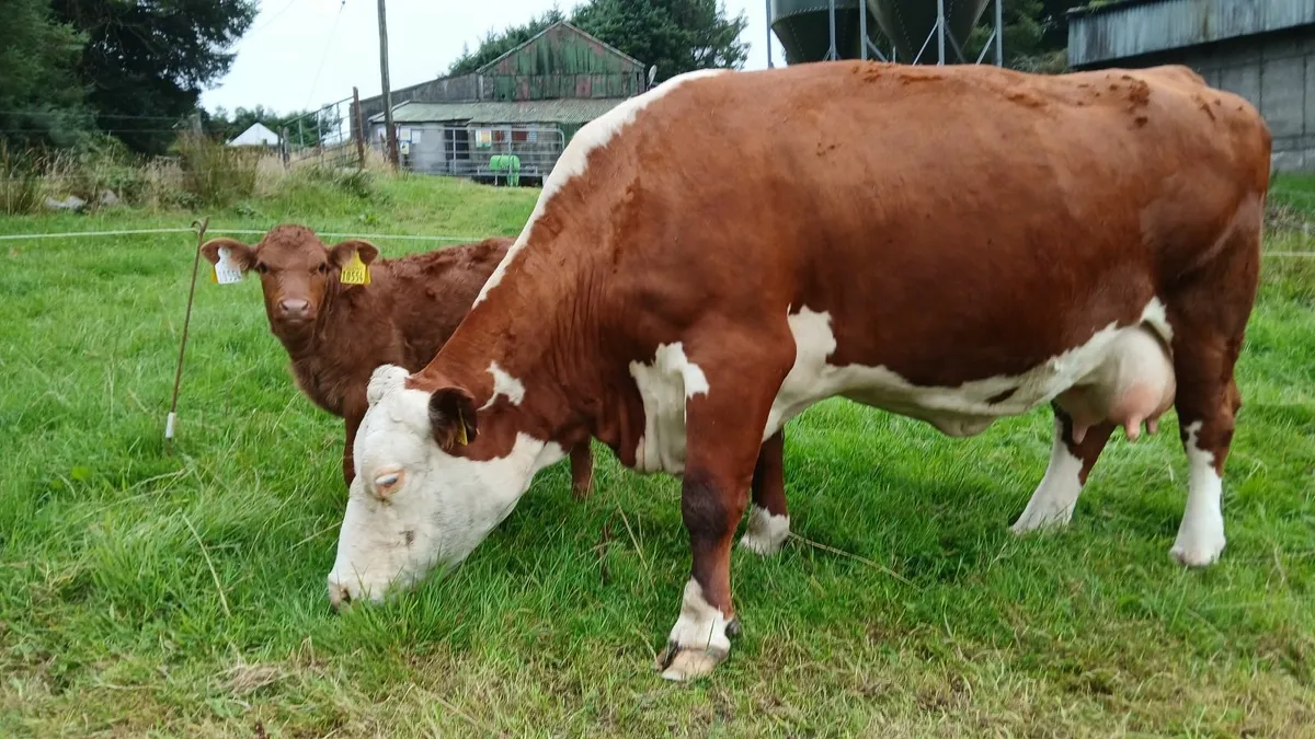 Top Quality Suckler cow and heifer calf - Image 2