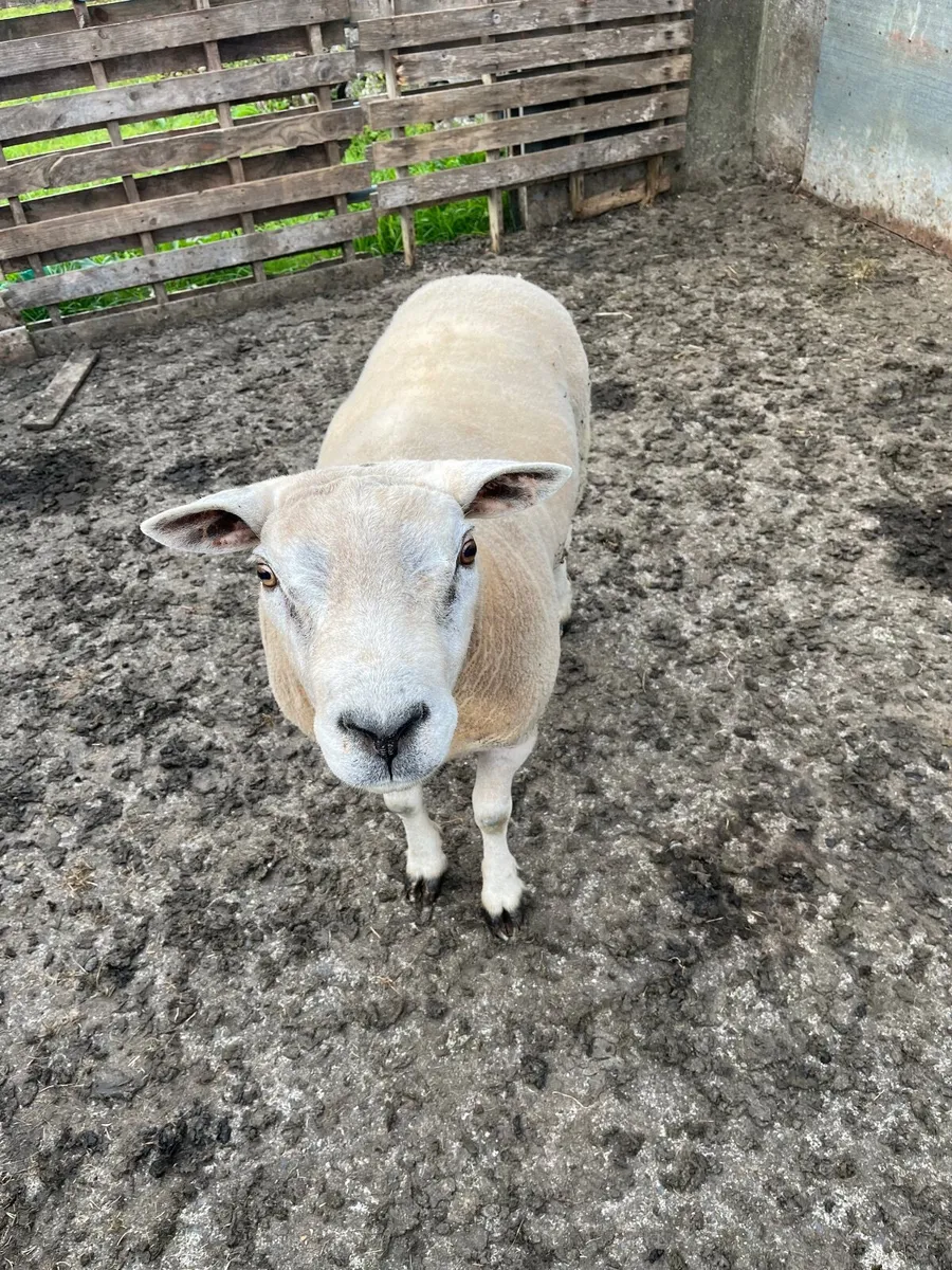 Texel ram - Image 2