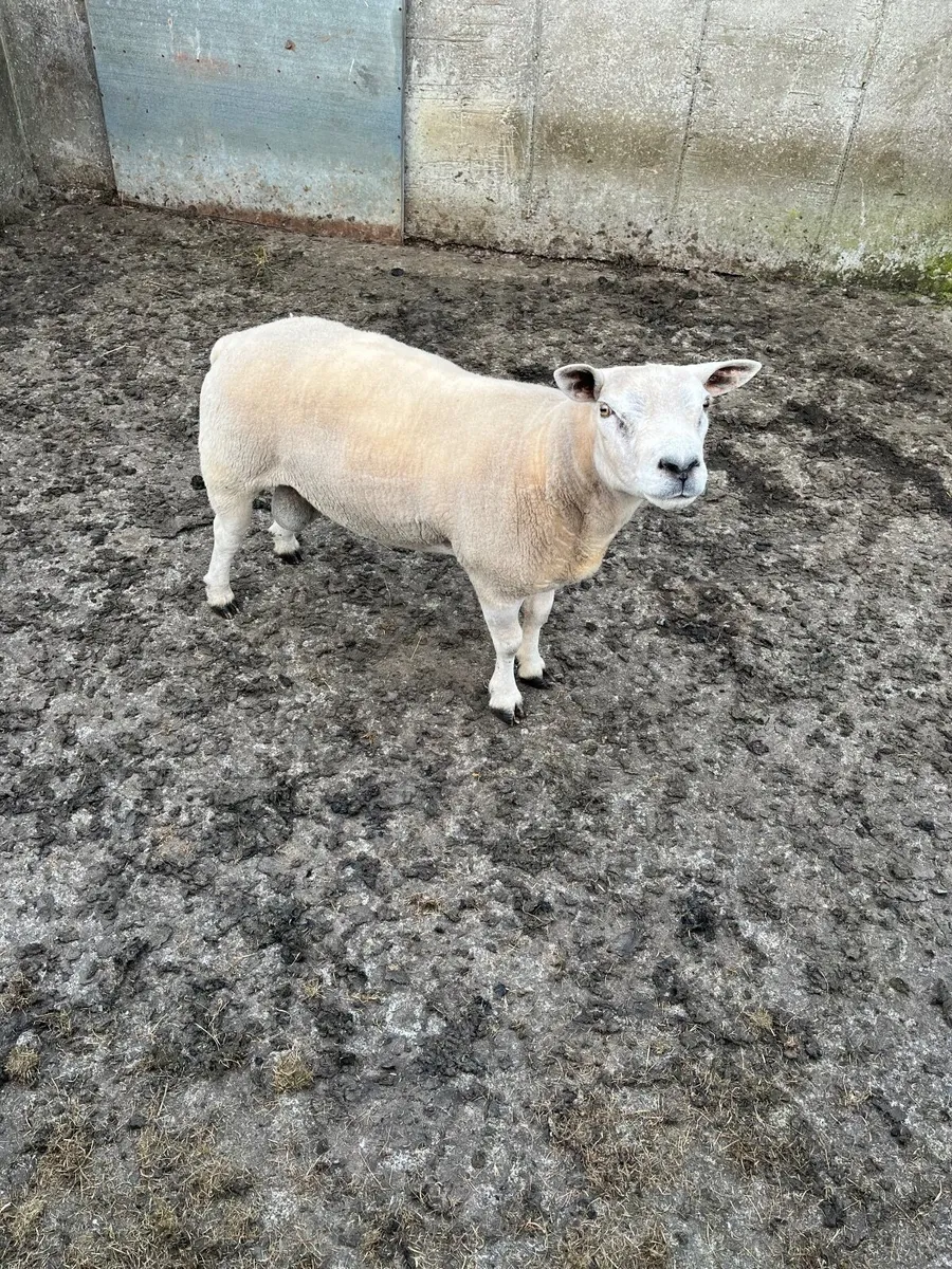 Texel ram - Image 3