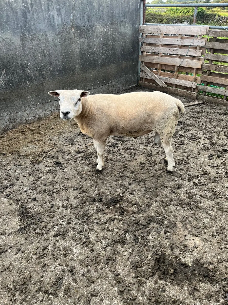 Texel ram - Image 4