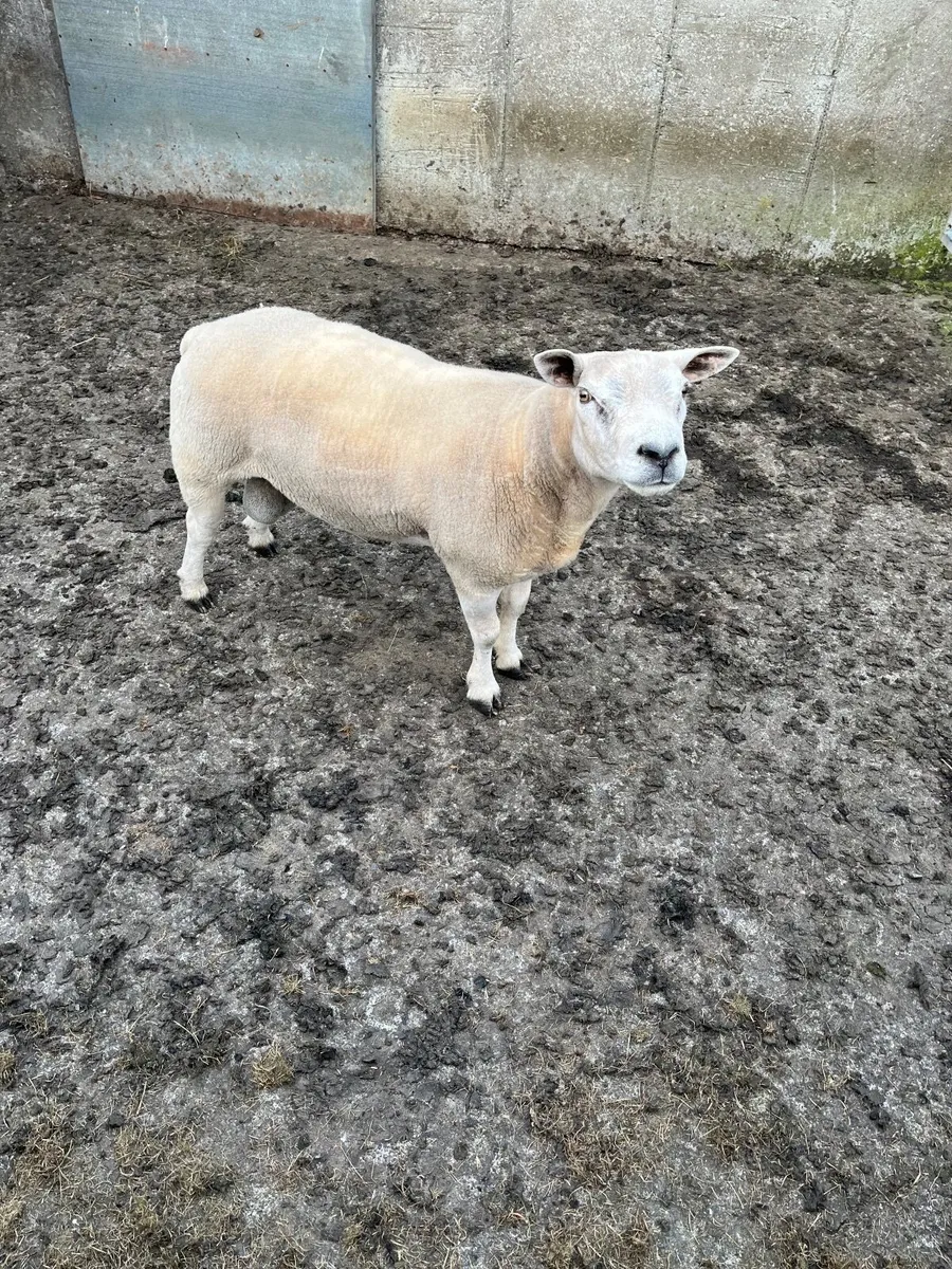 Texel ram - Image 1