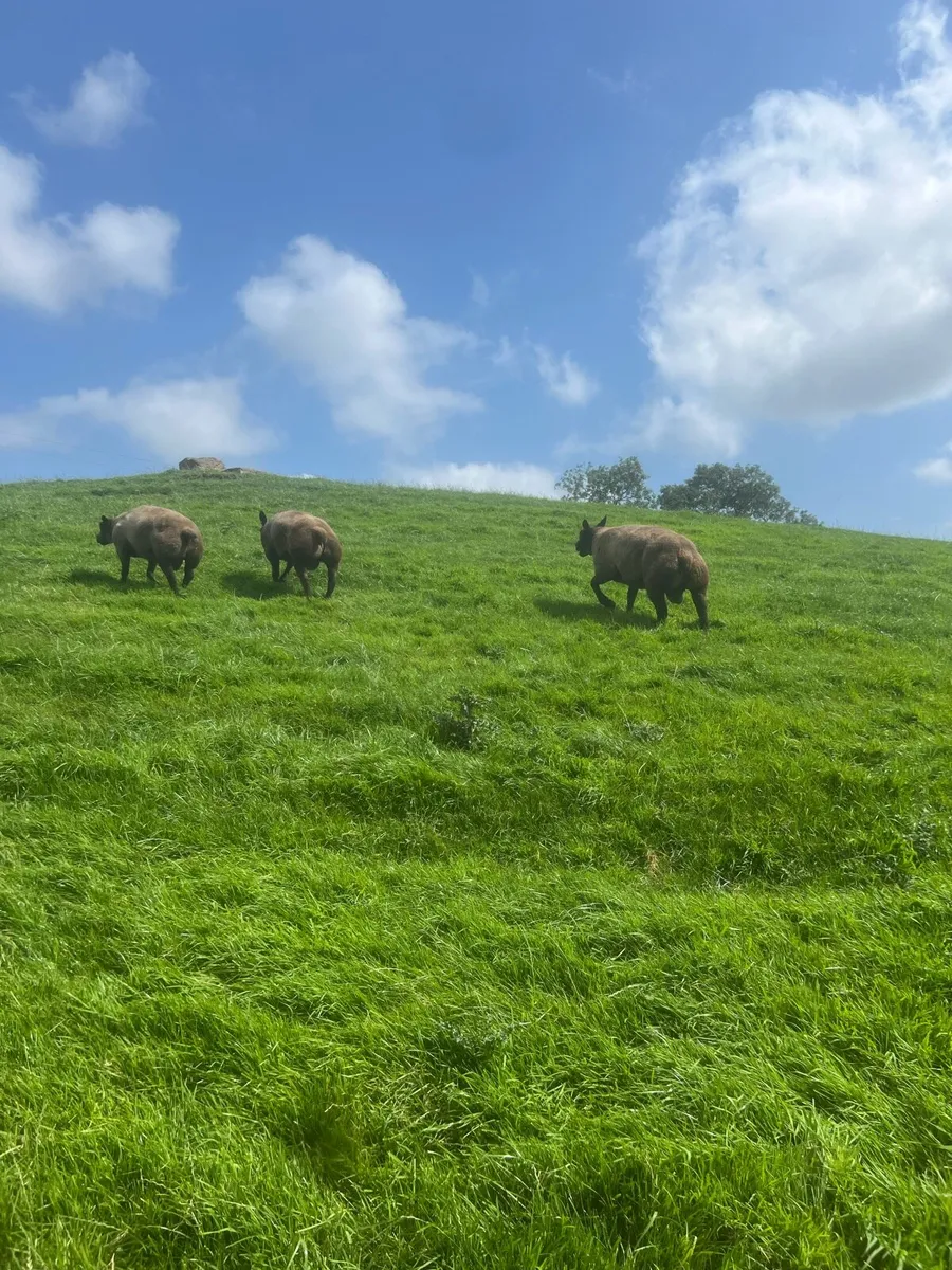 Blue texel rams - Image 1