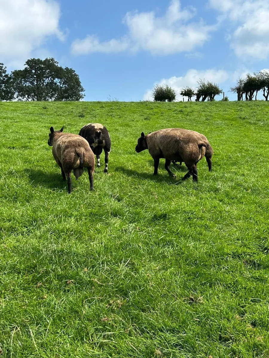 Blue texel rams - Image 2