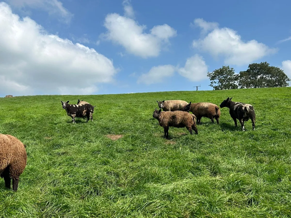 Blue texel rams - Image 4