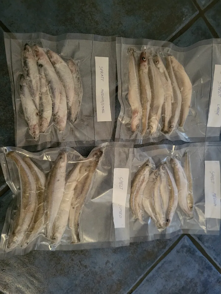 Pike Deadbait