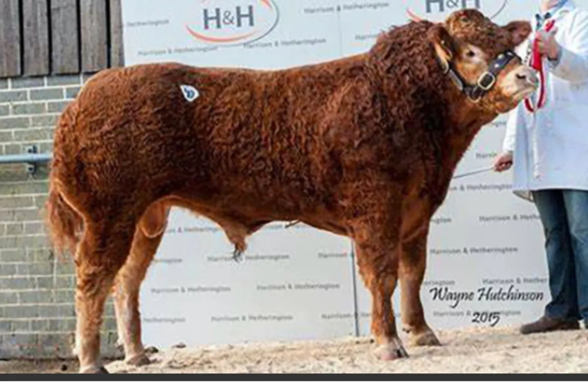 Receip with Pedigree Trueman Idol calf - Image 1