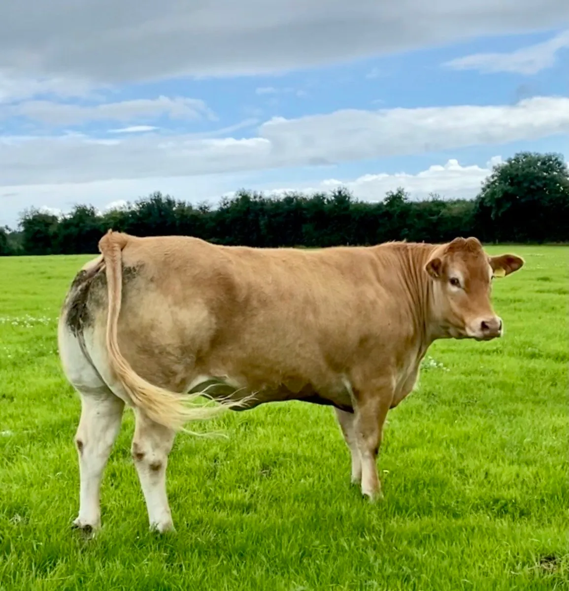 Receip with Pedigree Trueman Idol calf - Image 2