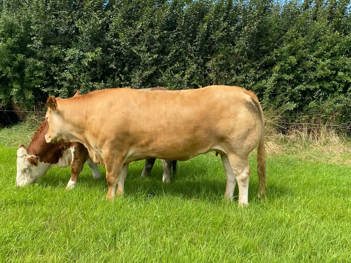 Receip with Pedigree Trueman Idol calf - Image 3