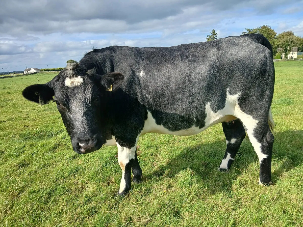In calf heifers - Image 4