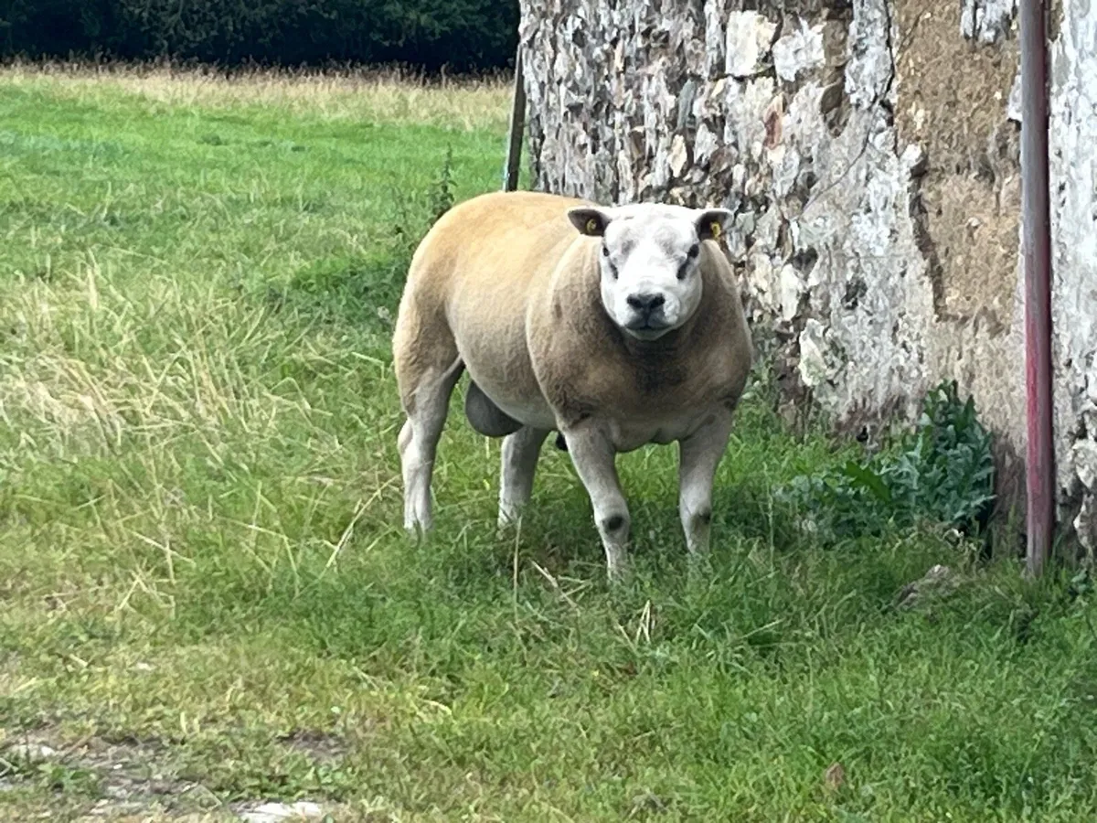 Texel Rams at Sheep Ireland Sale - Image 1