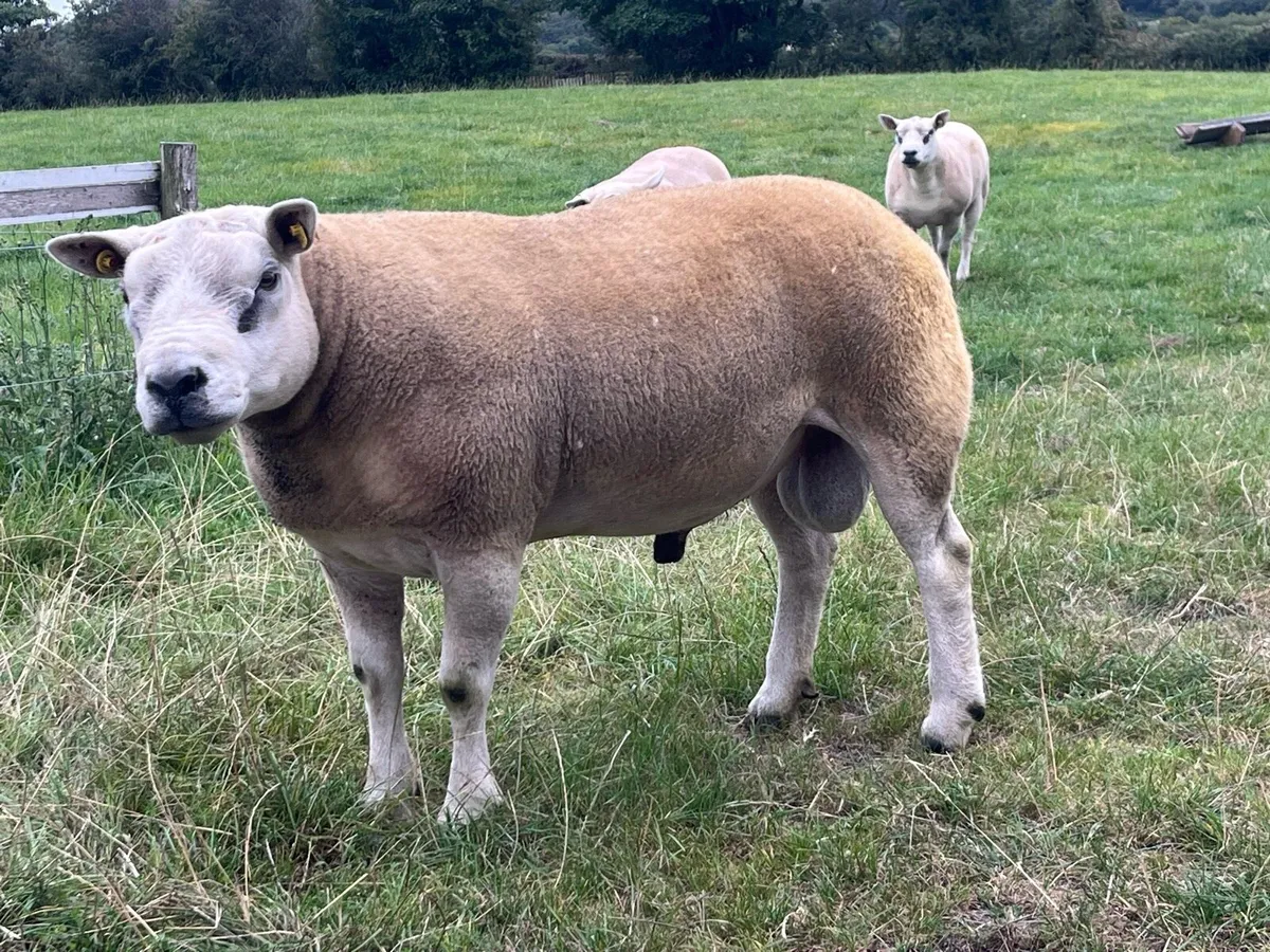 Texel Rams at Sheep Ireland Sale - Image 2