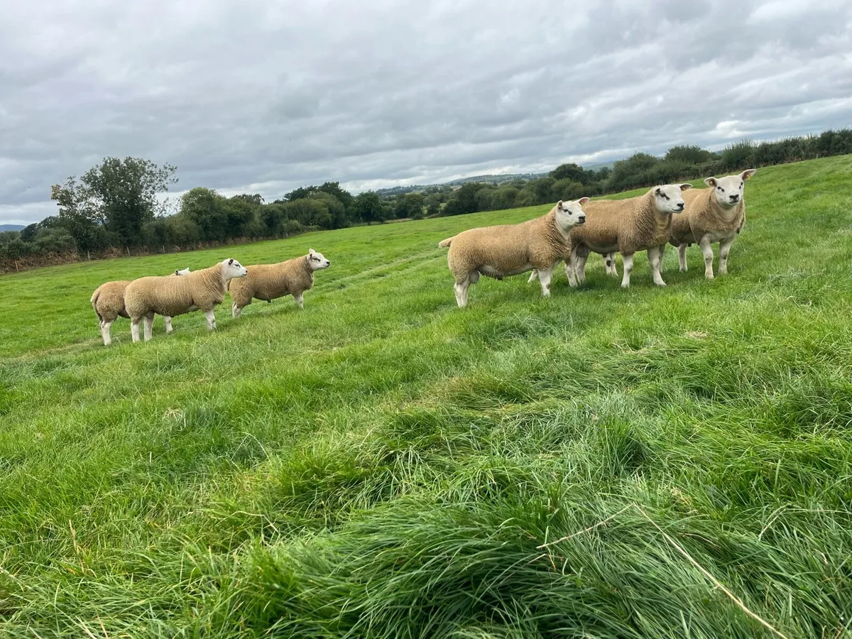 Texel Rams at Sheep Ireland Sale - Image 3