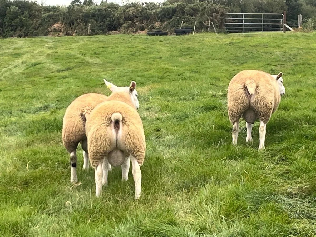 Texel Rams at Sheep Ireland Sale - Image 4