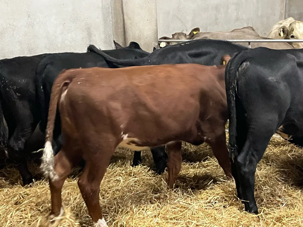 Super AA Heifer Weanlings - Ready For Grass - Image 2