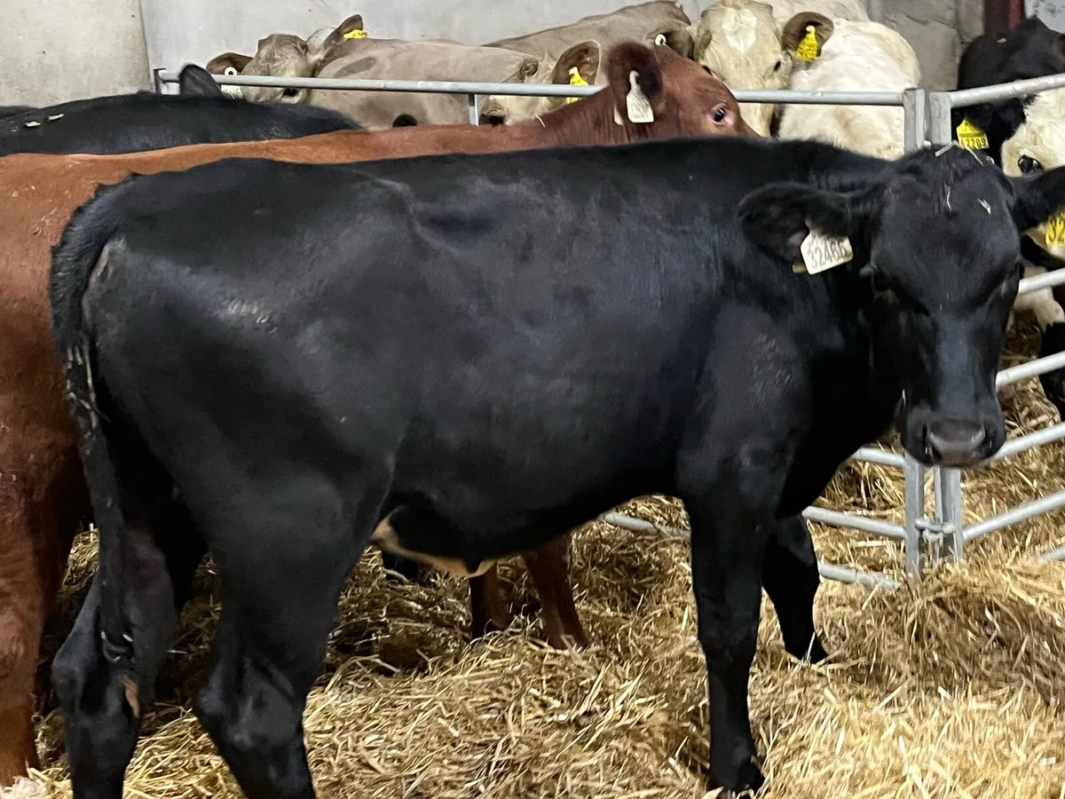 Super AA Heifer Weanlings - Ready For Grass - Image 3