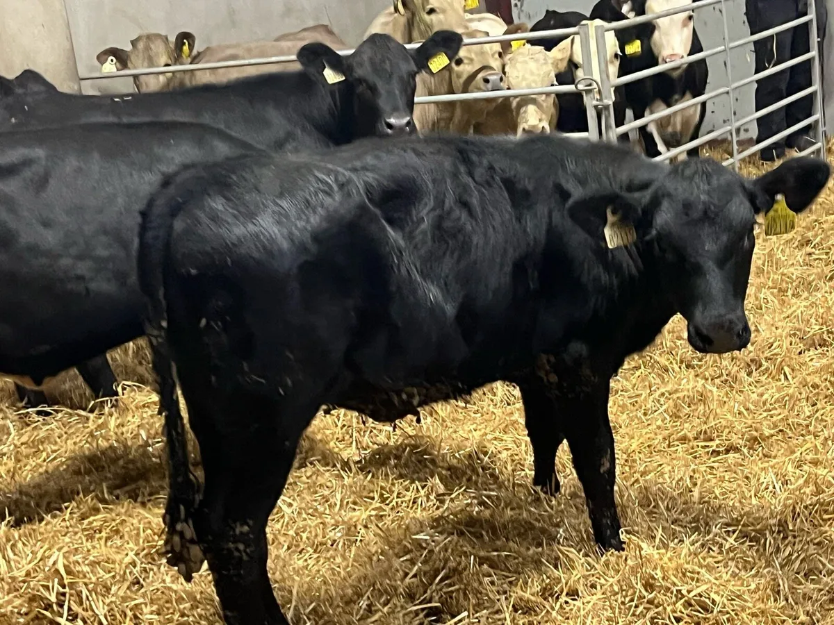 Super AA Heifer Weanlings - Ready For Grass - Image 4