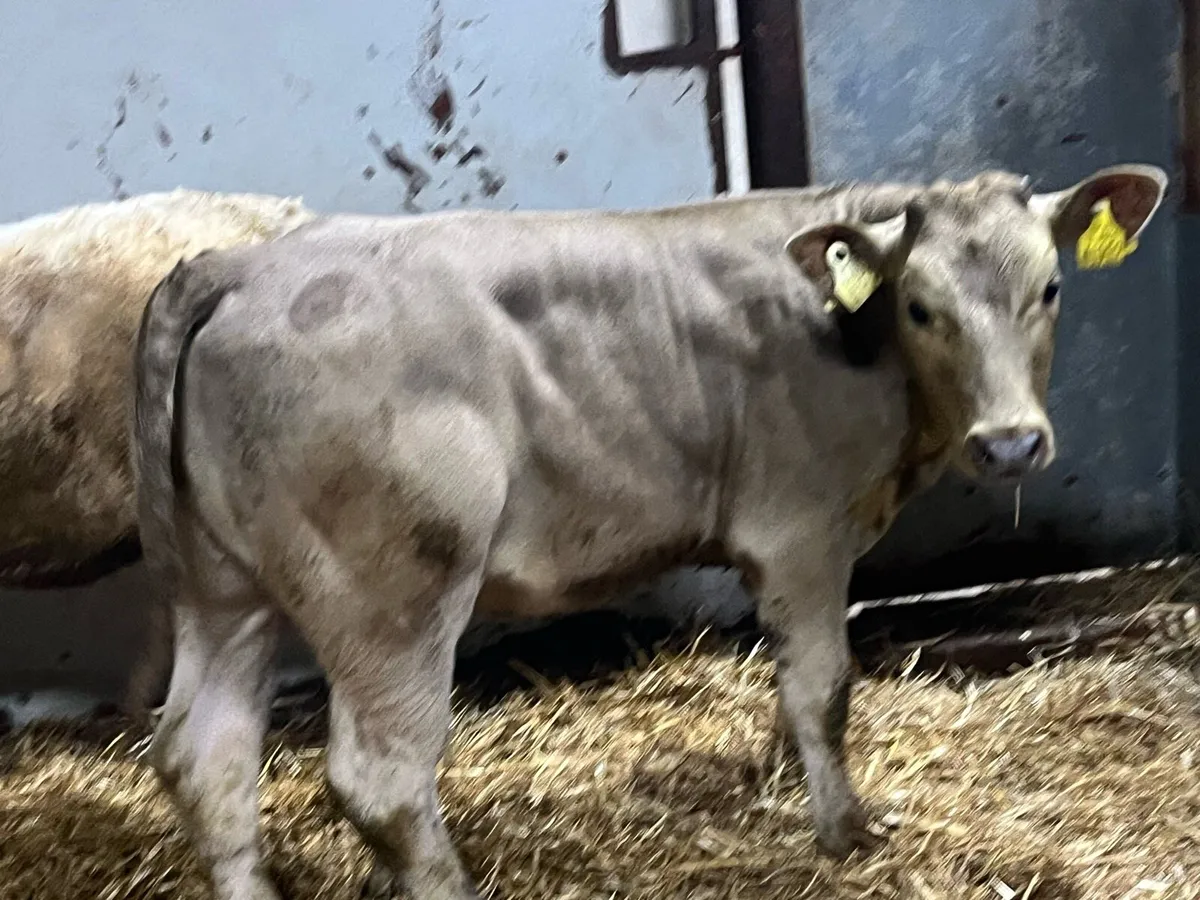 Super 200Kg CH Heifer Weanlings - Image 1