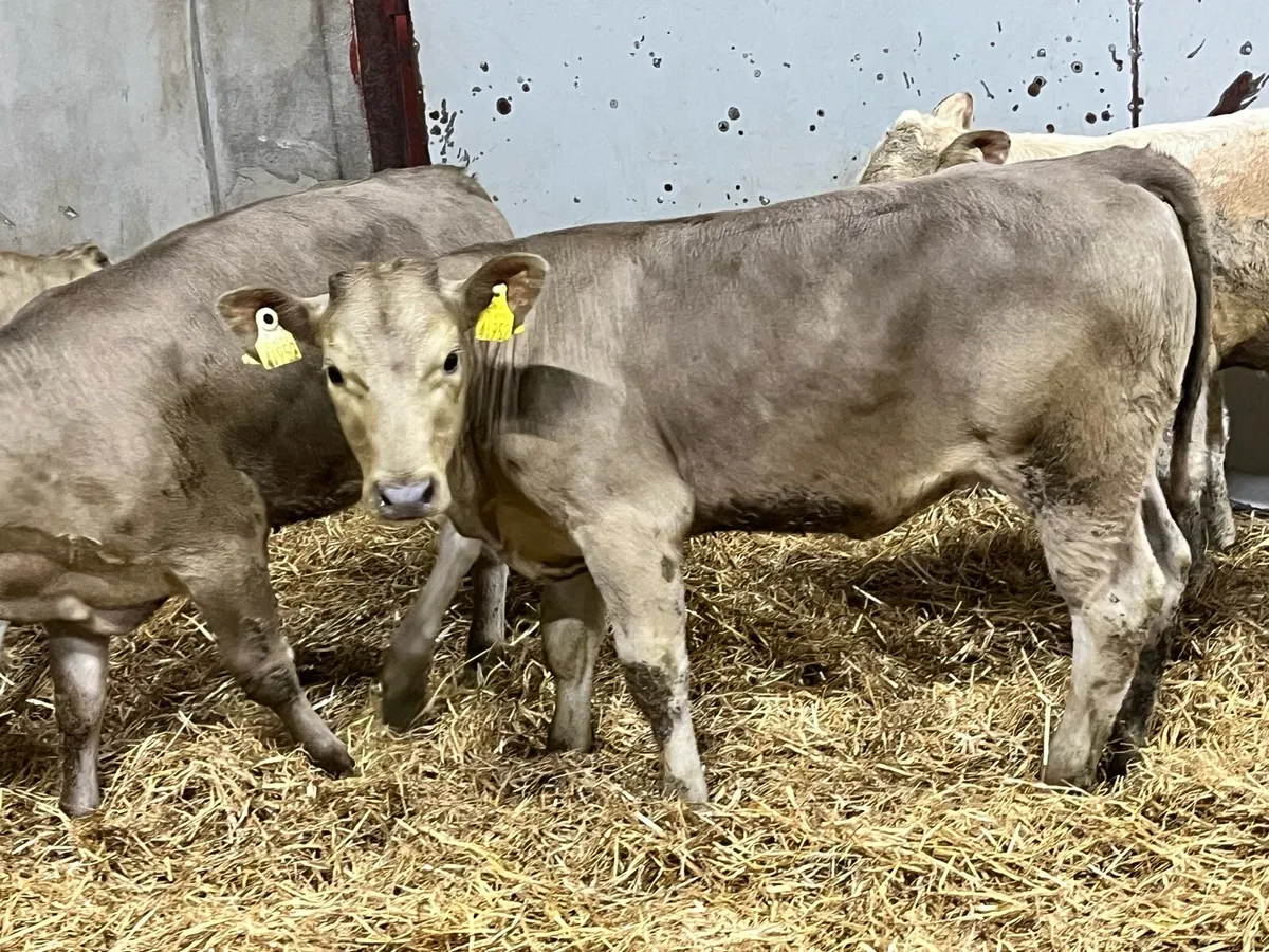 Super 200Kg CH Heifer Weanlings - Image 2