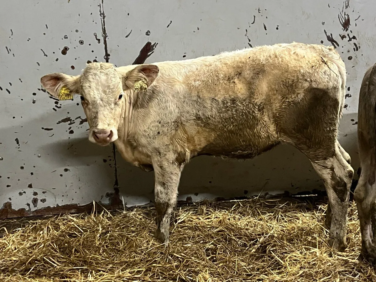 Super 200Kg CH Heifer Weanlings - Image 3