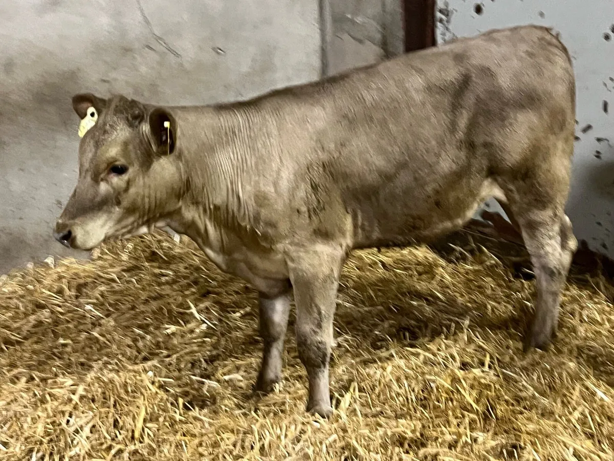 Super 200Kg CH Heifer Weanlings - Image 4