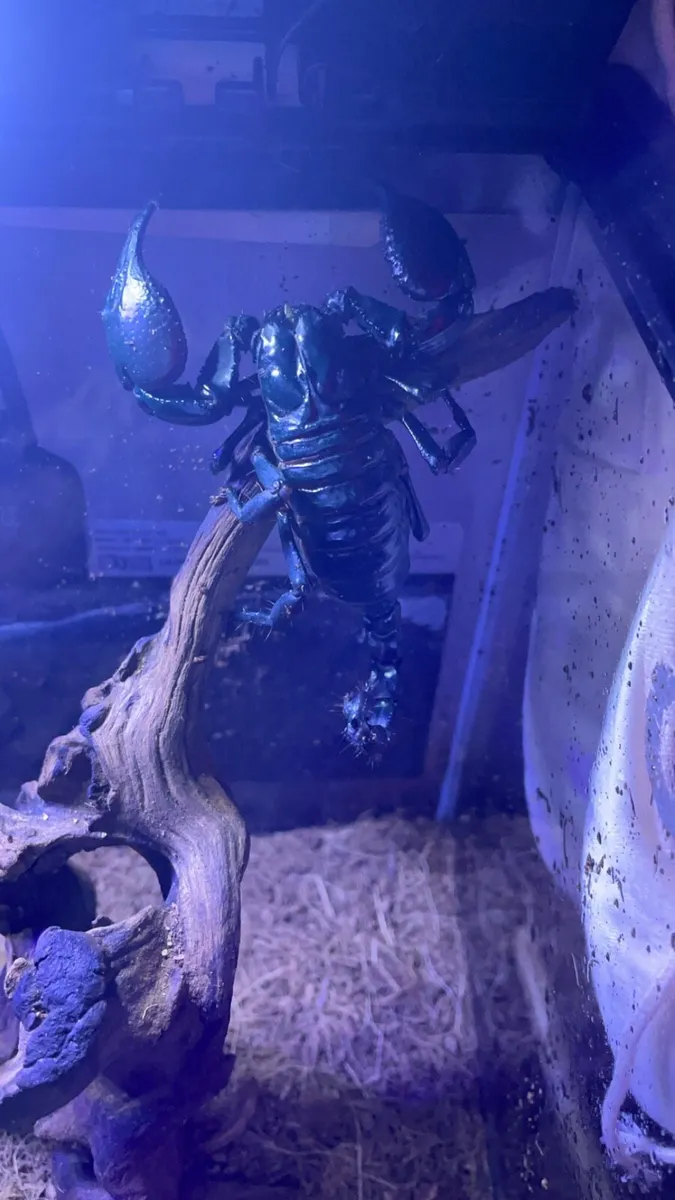 Black Forest Asian scorpion - Image 1